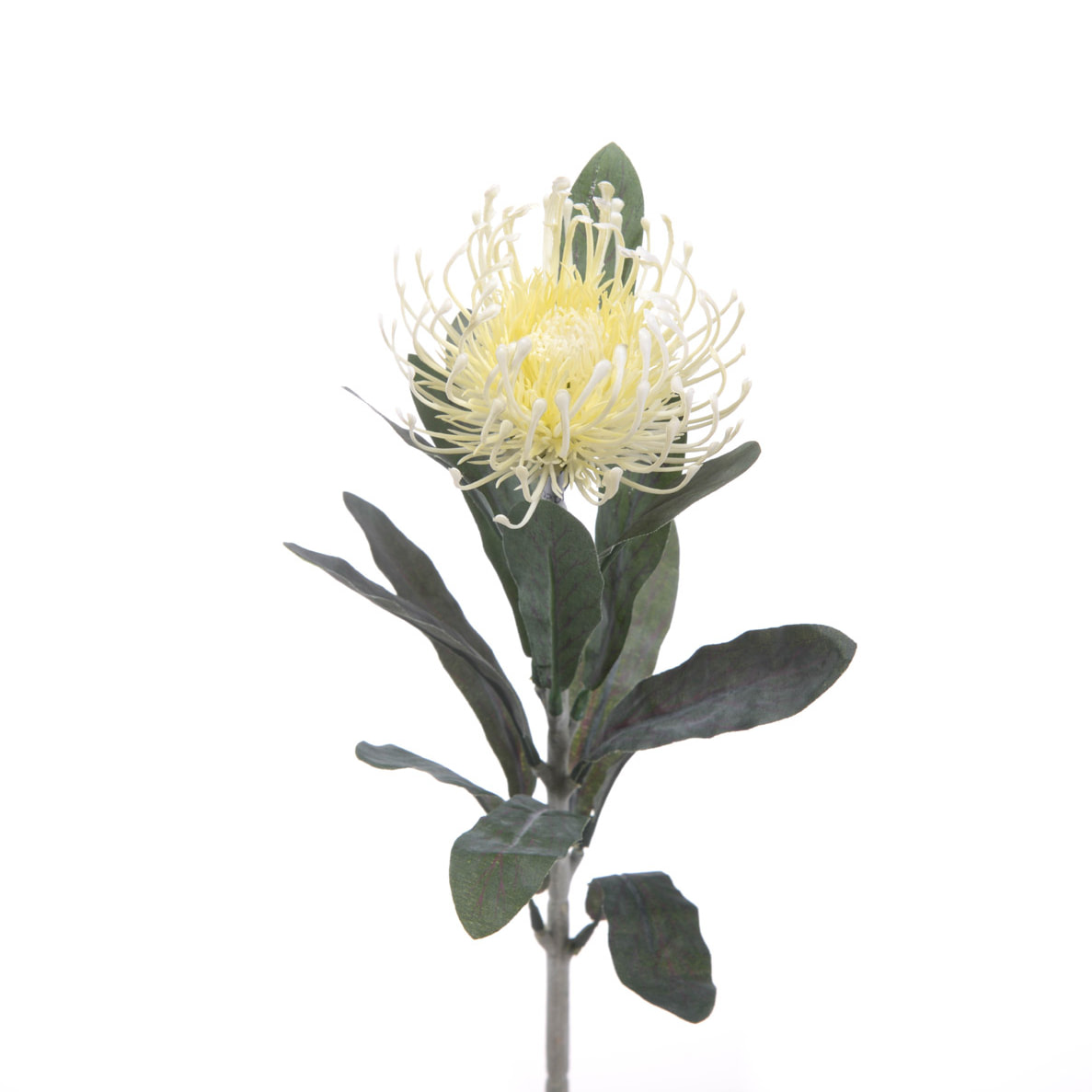 Fiore Di Protea Composto Da 14 Foglie. Altezza 67 Cm - Pezzi 12 - 8X67X8cm - Colore: Altro - Bianchi Dino - Fiori Artificiali