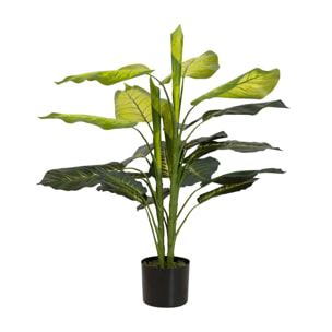 Plantaq Dieffenbachia Con Maceta 60x60x100 Cm