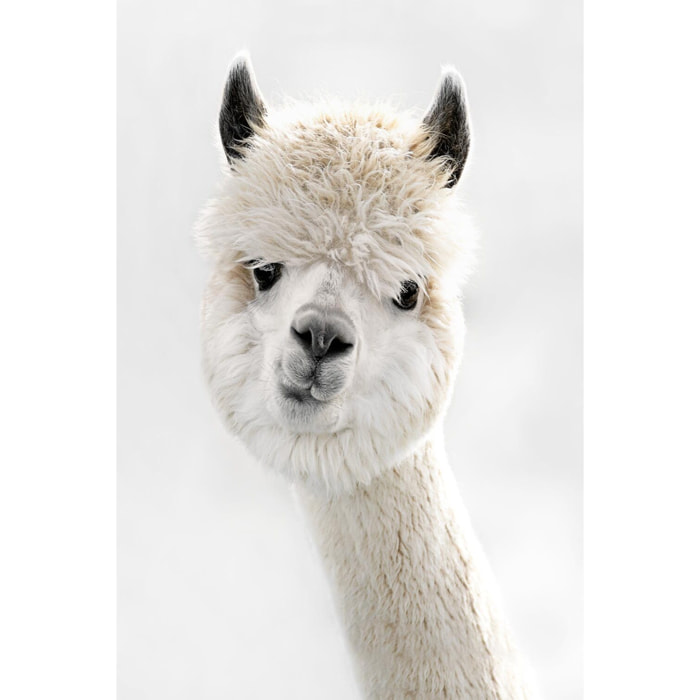 Tableau animaux lama laine  Tableau plexiglas