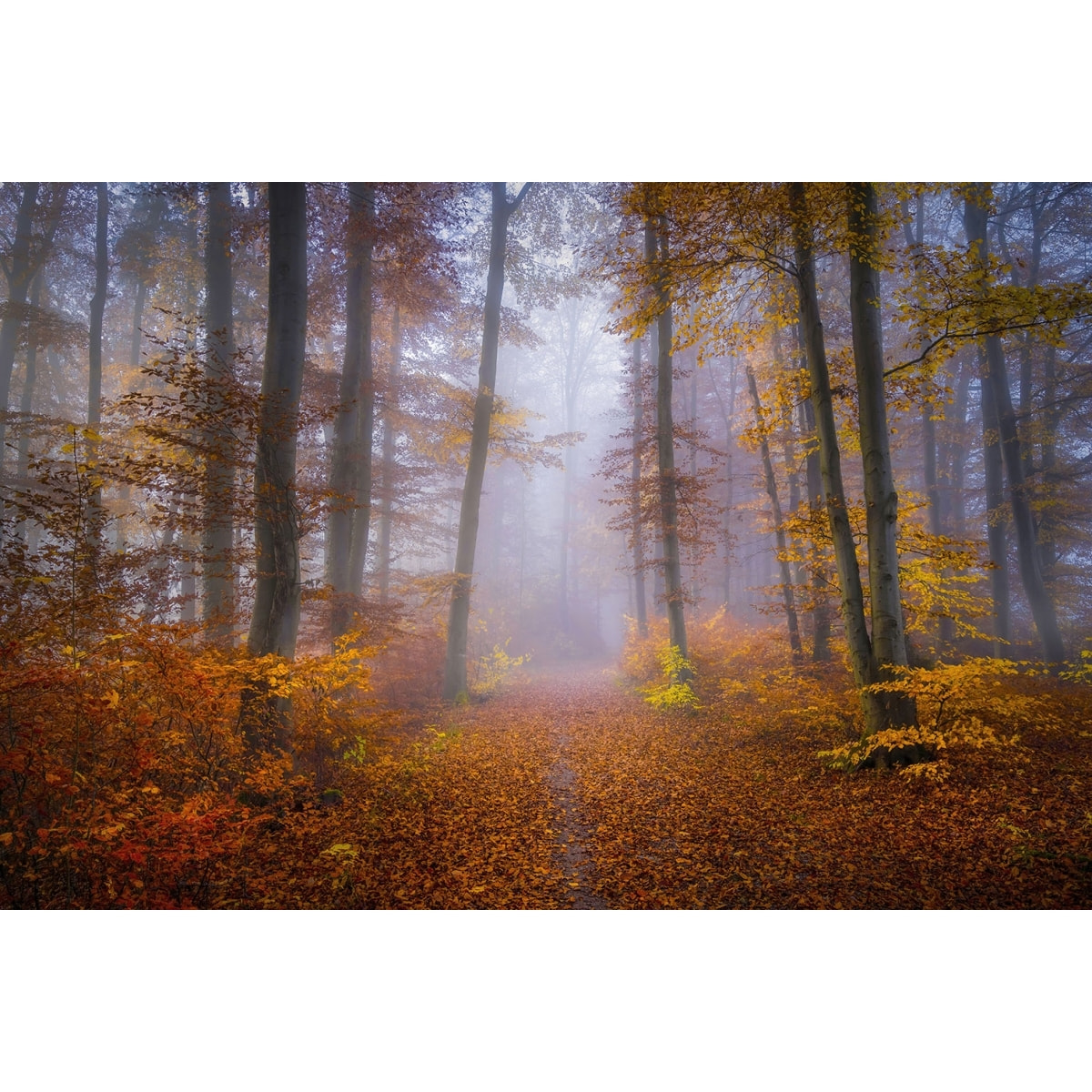 Tableau Chemin d'automne Toile imprimée