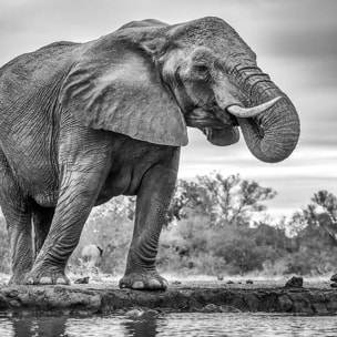 Affiche animaux standing proud Affiche sous cadre noir