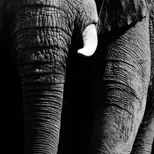 Affiche encadrée éléphant majestueux sur fond noir Affiche + cadre en métal - Noir