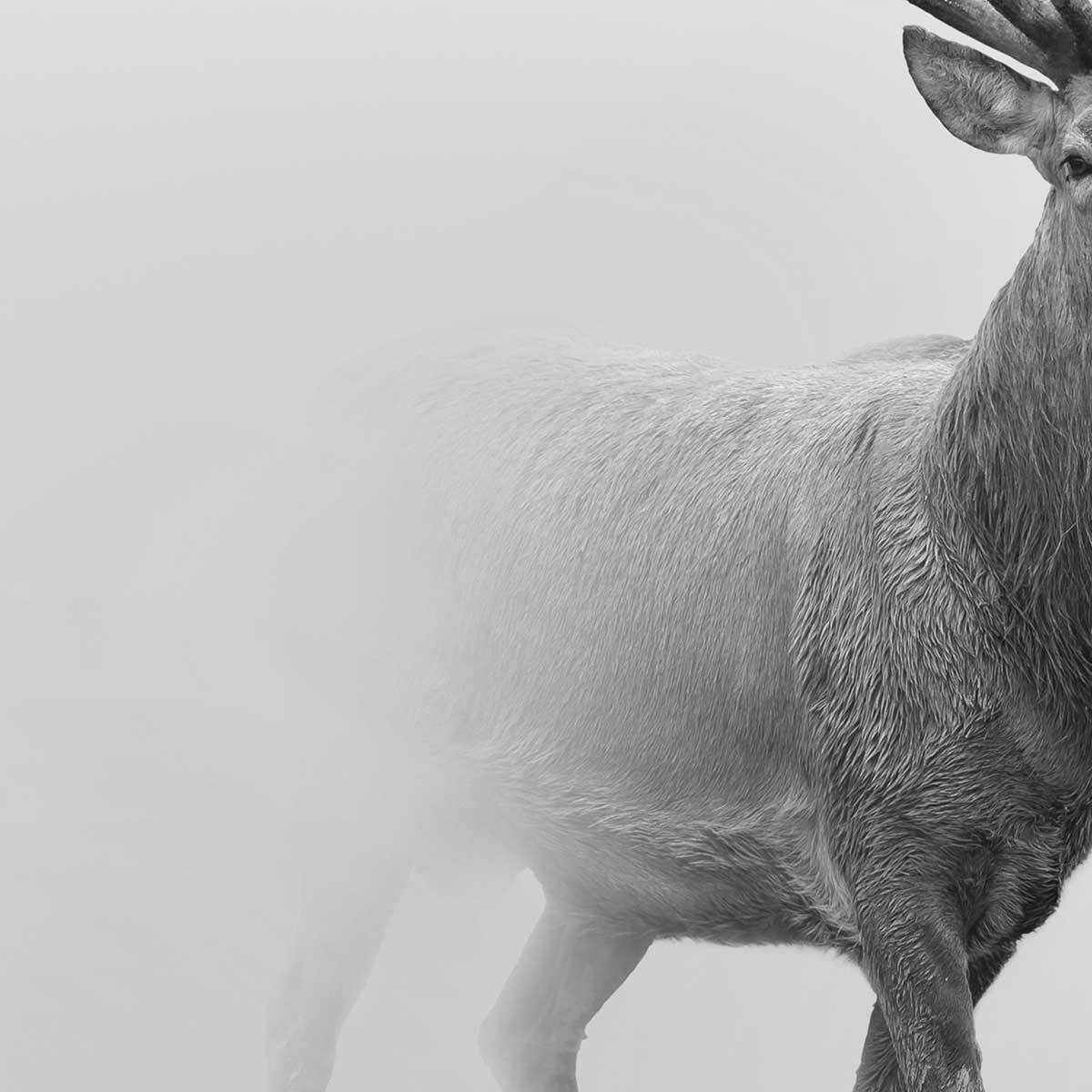 Affiche encadrée cerf en noir et blanc dans la brume Affiche + cadre en métal - Noir