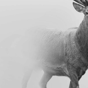 Affiche encadrée cerf en noir et blanc dans la brume Affiche + cadre en métal - Noir