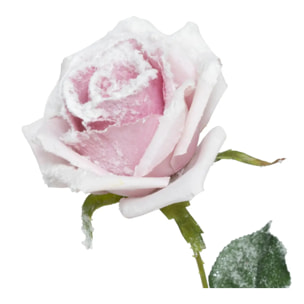 Branche rose rose enneigée H62