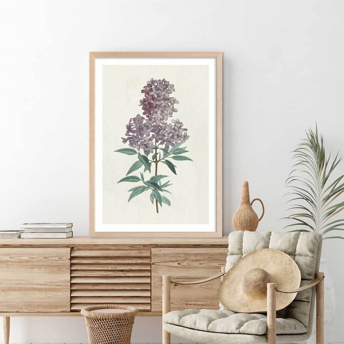 Affiche fleurs de Lilas vintage Affiche + cadre en bois - Chêne