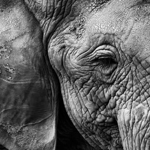 Affiche animaux Peau d'éléphant Affiche sous cadre bois