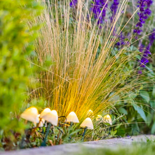 10 Champignon solaire CHAMPY 3.8M