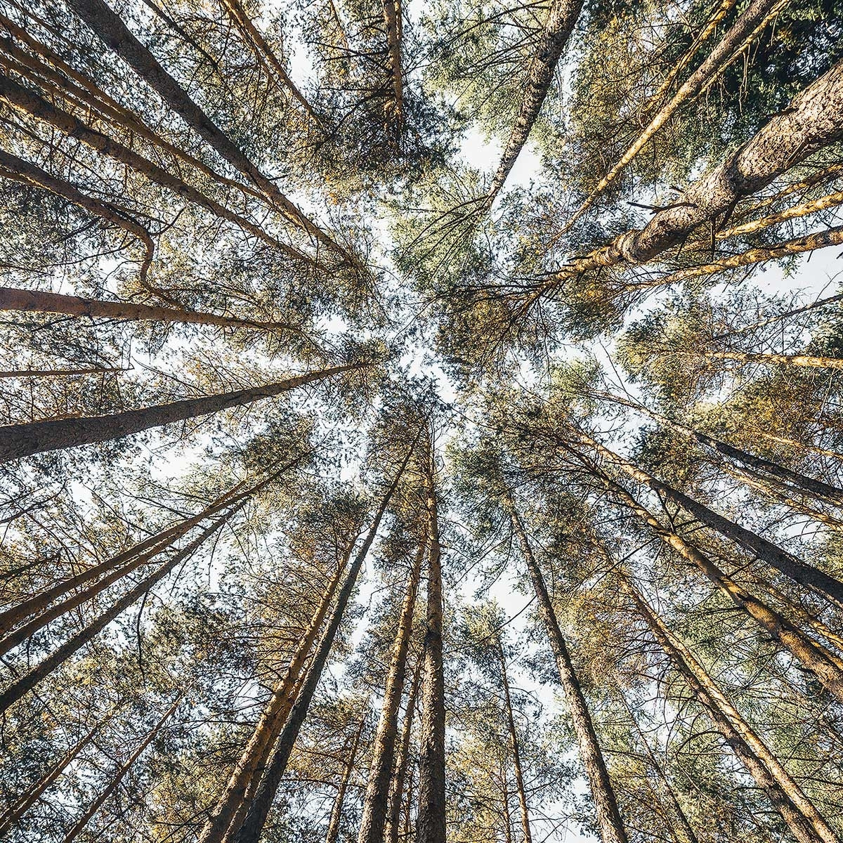 Tableau perspective des cîmes Tableau alu Dibond
