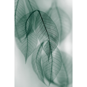 Tableau feuille leaf  Toile imprimée