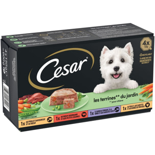 CESAR 24 Barquettes en terrine 4 variétés pour chien 150g (6x4)