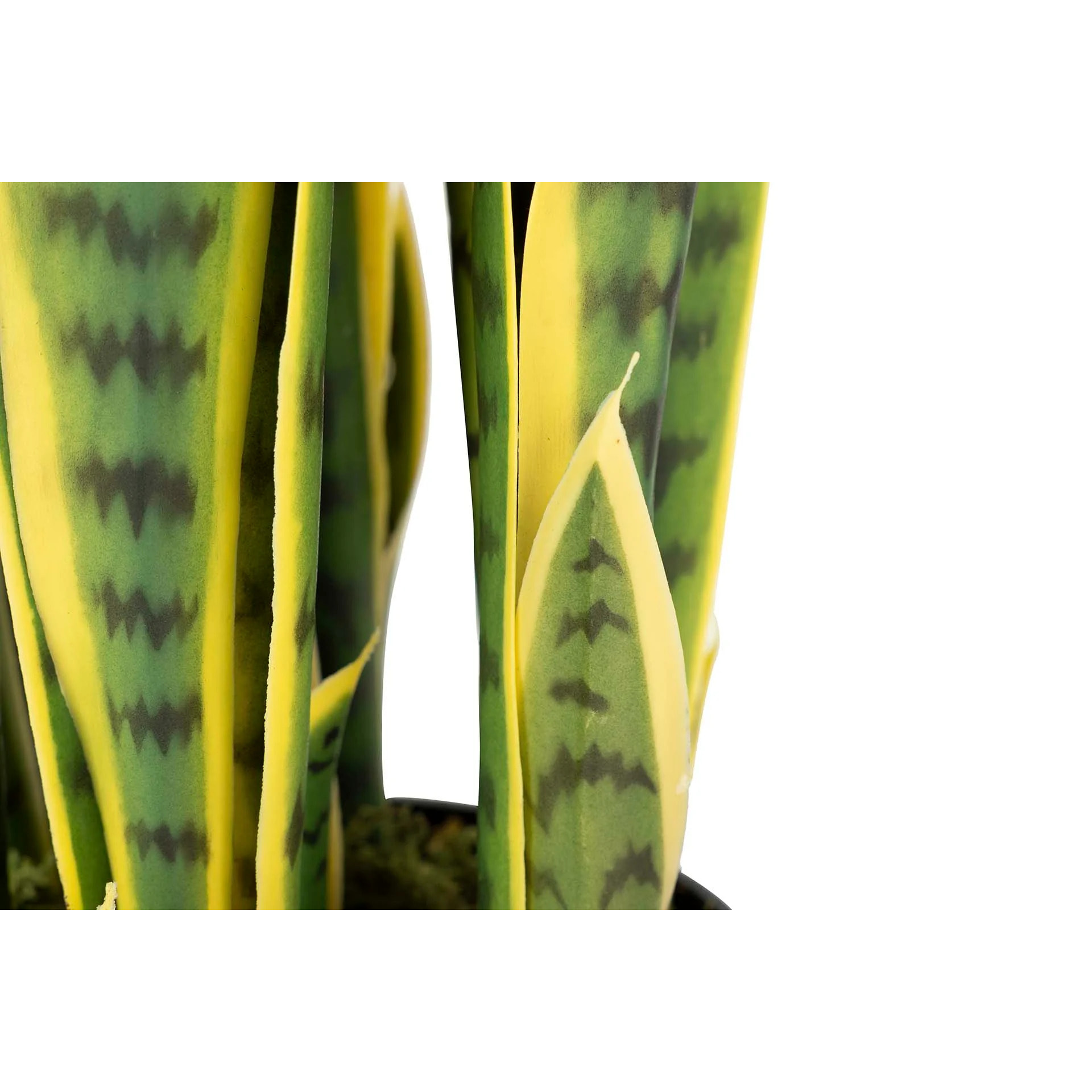 Planta Sansewieria Trifasciata 25x25x85 Cm