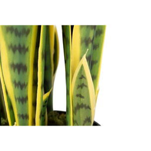 Planta Sansewieria Trifasciata 25x25x85 Cm