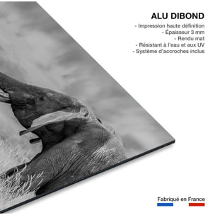 Tableau éléphant qui es tu? Tableau alu Dibond