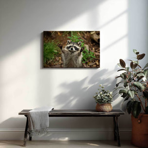 Tableau raton laveur espiègle en pleine nature Toile imprimée