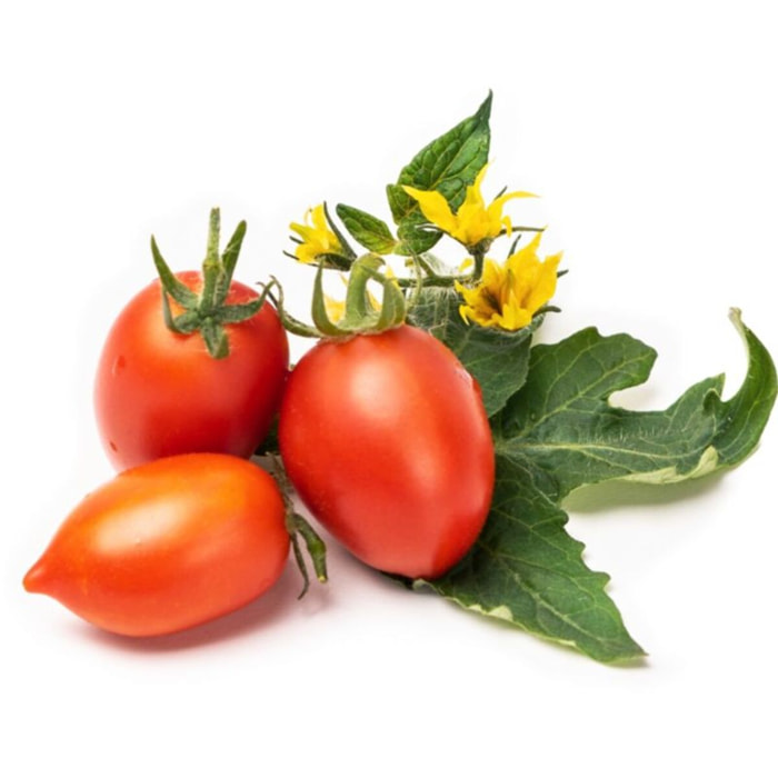 Recharge jardin d'intérieur VERITABLE mini tomate rouge