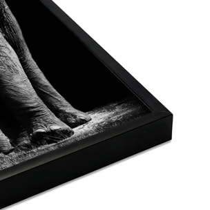 Affiche encadrée éléphant majestueux sur fond noir Affiche + cadre en métal - Noir