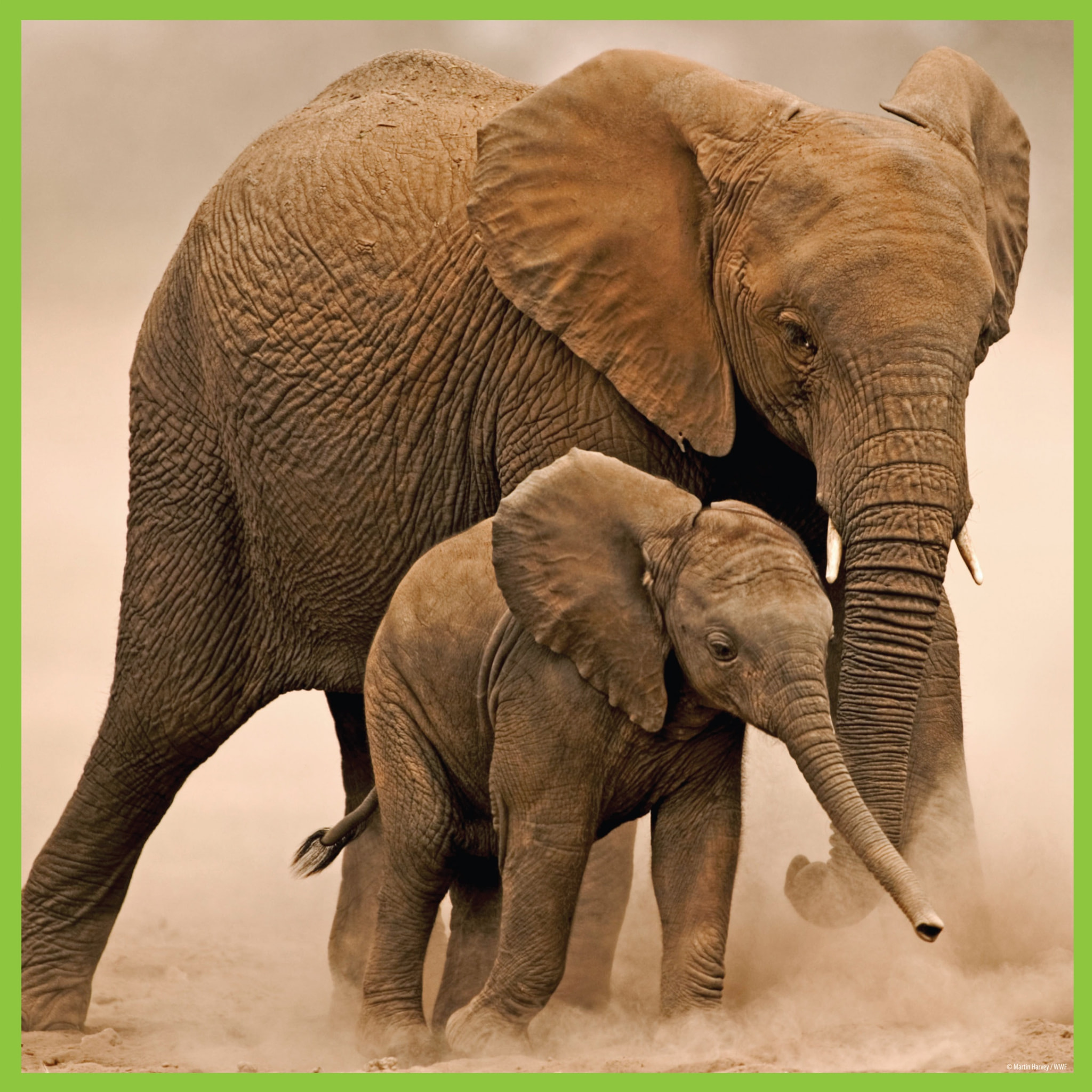 WWF PUZLE - ELEFANTE 100 PIEZAS