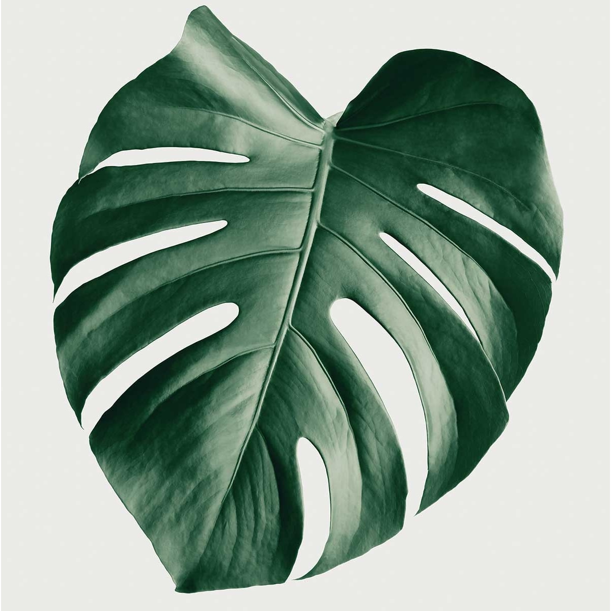 Affiche  monstera perfect Affiche sous cadre noir