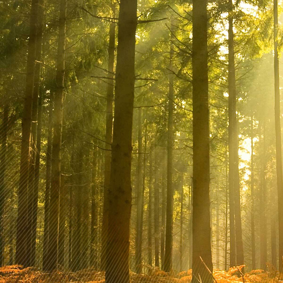 Affiche encadrée forêt baignée de lumière dorée Affiche + cadre en métal - Noir