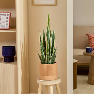 Plante artificielle Nippo H.78cm marron