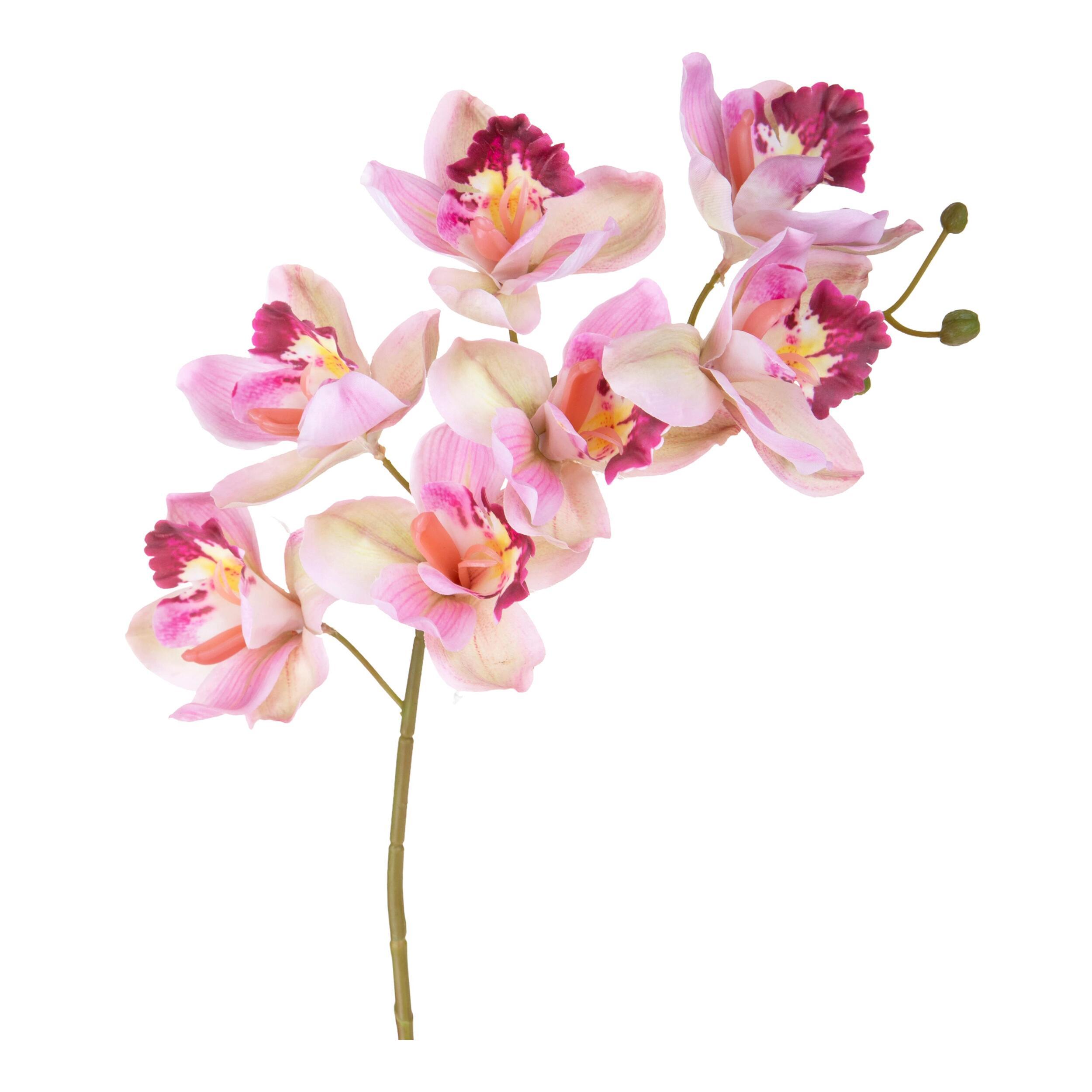 Cymbidium - Pezzi 3 - Colore: Rosa - Bianchi Dino