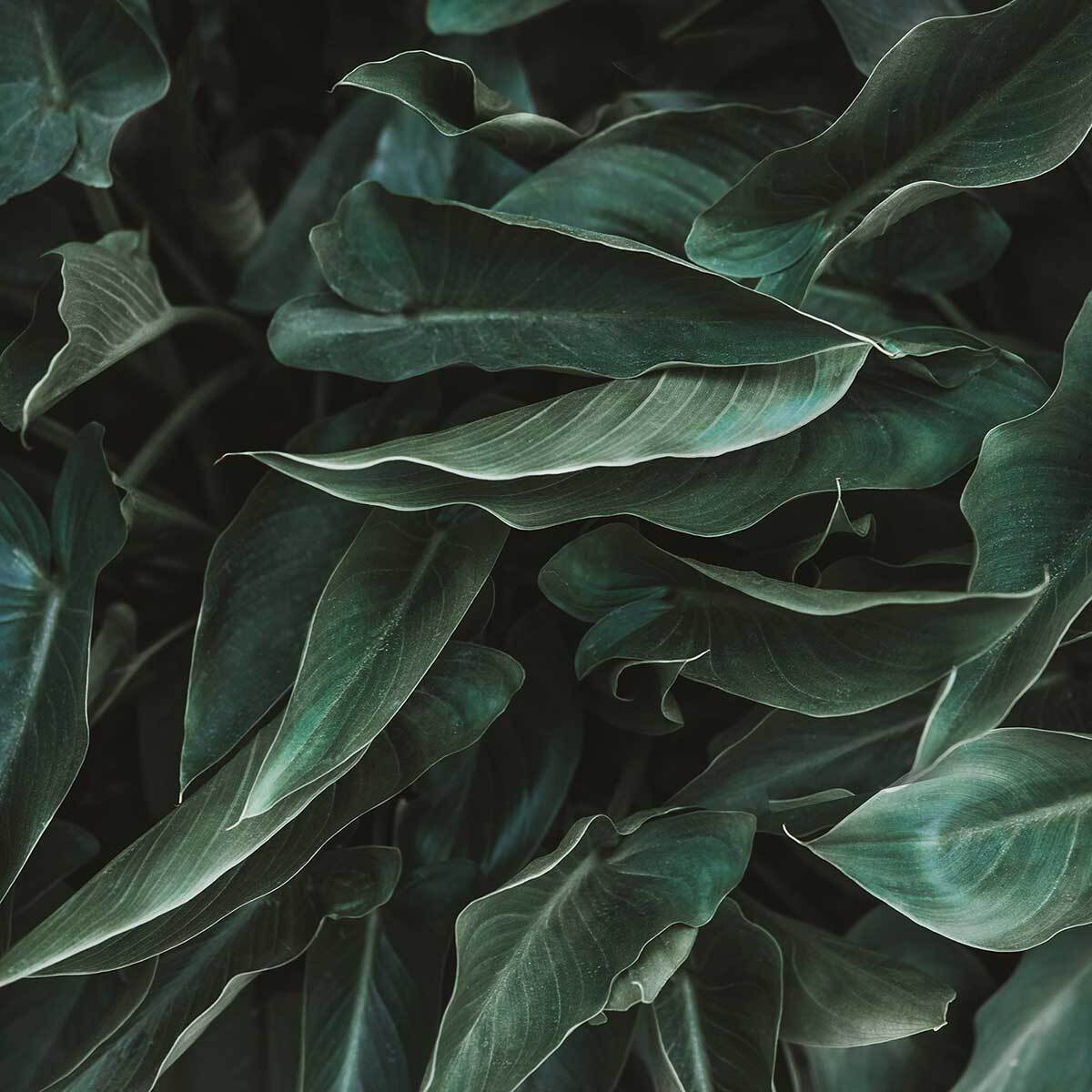 Affiche green leaves Affiche sous cadre noir