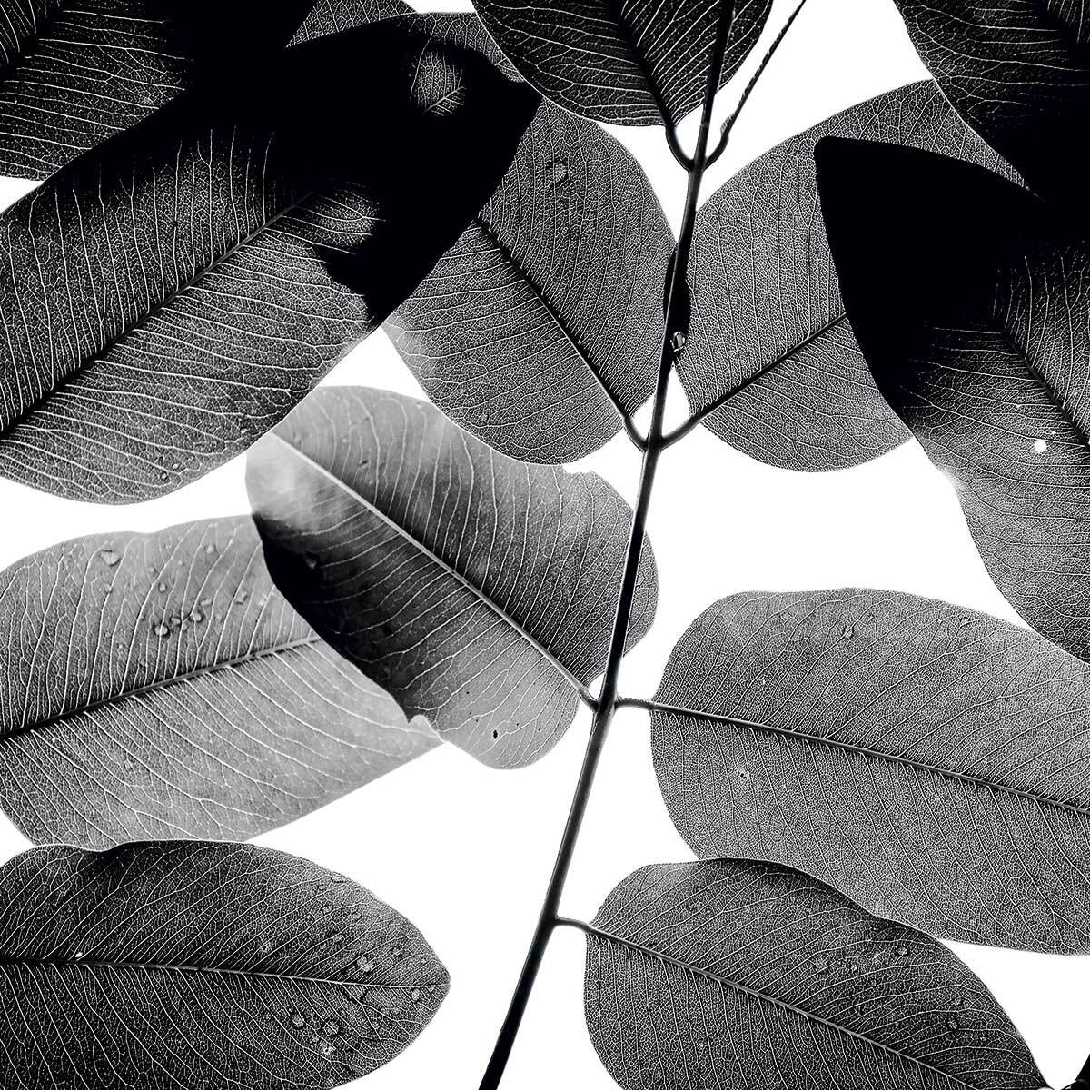 Affiche reproduction experiments with leaves i Affiche + cadre en bois - Noir