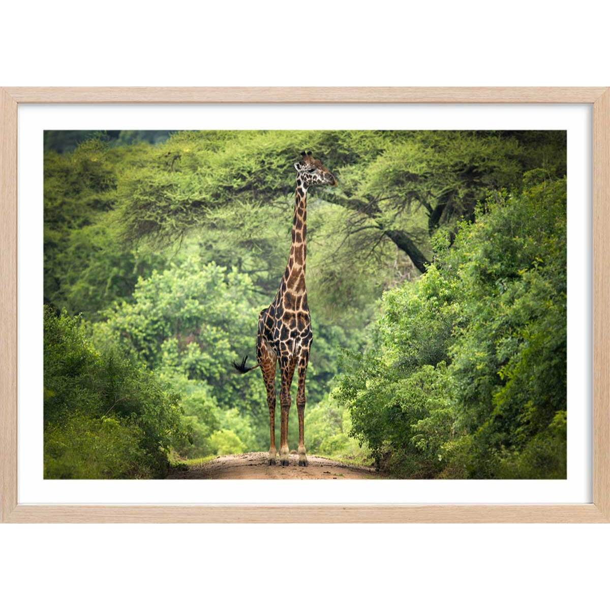 Affiche Girafe inattendue Affiche + cadre en bois - Chêne
