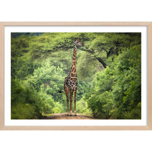 Affiche Girafe inattendue Affiche + cadre en bois - Chêne