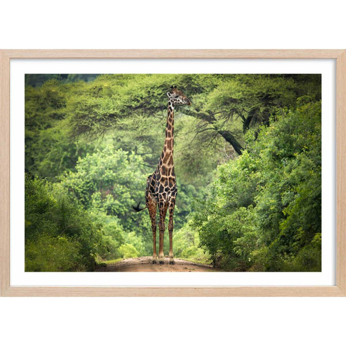 Affiche Girafe inattendue Affiche + cadre en bois - Chêne