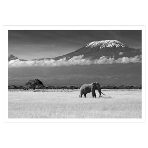 Affiche éléphant et Kilimanjaro Affiche seule