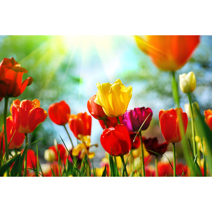 Tableau nature tulipes  Toile imprimée