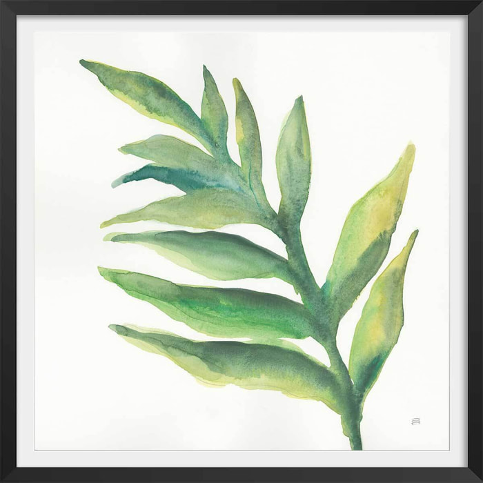 Affiche Plante aloe watercolor Affiche sous cadre noir