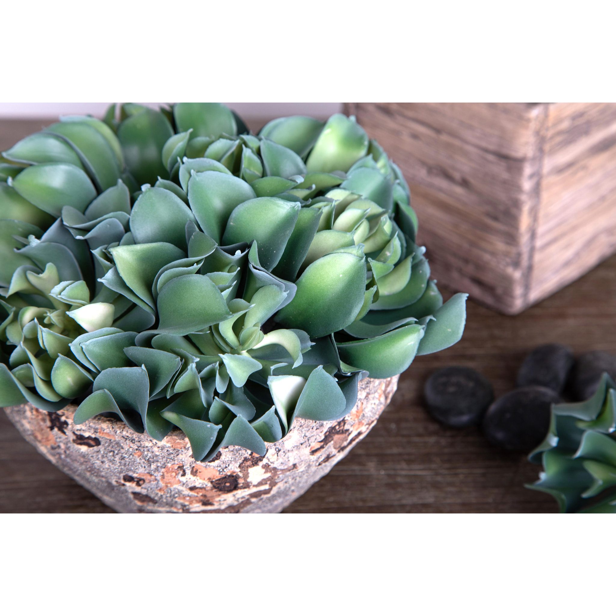 Aoenium Arboreum. Altezza 13 Cm - Pezzi 6 - 9X13X9cm - Colore: Verde - Bianchi Dino - Piante Artificiali