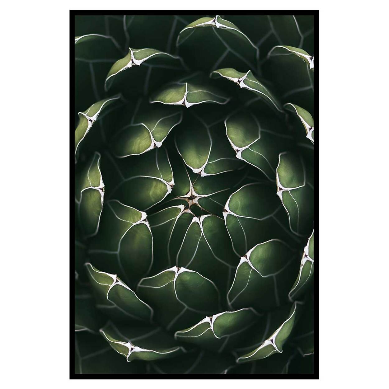 Affiche encadrée plante succulente graphique Affiche + cadre en métal - Noir