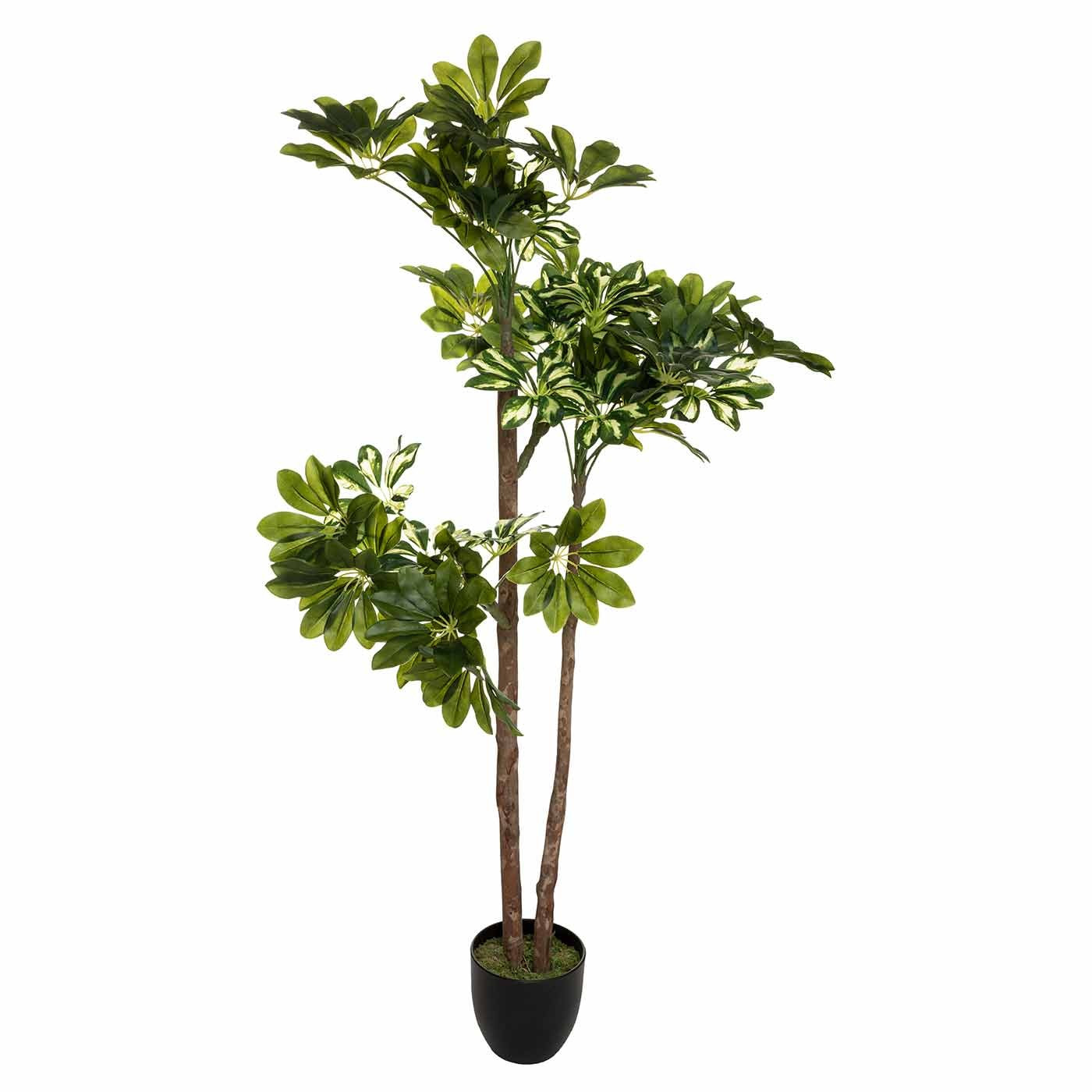 Planta cheflera camila 135cm