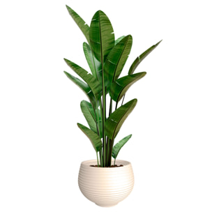 Maceta "zafira" old cream