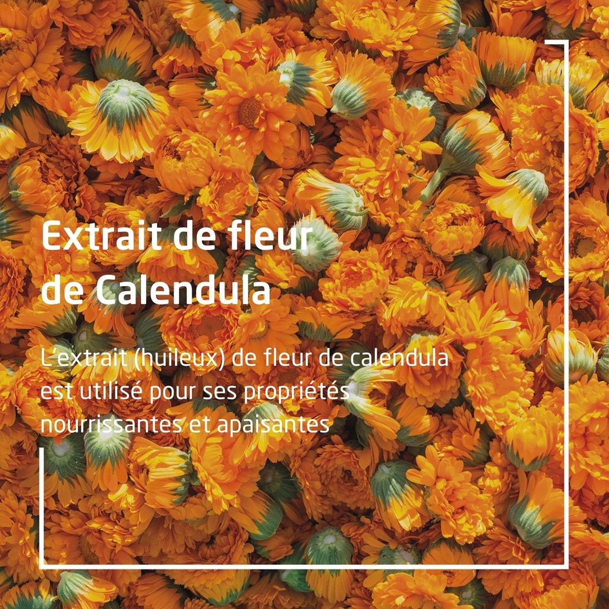 WELEDA - Huile de Massage au Calendula - 100 ml