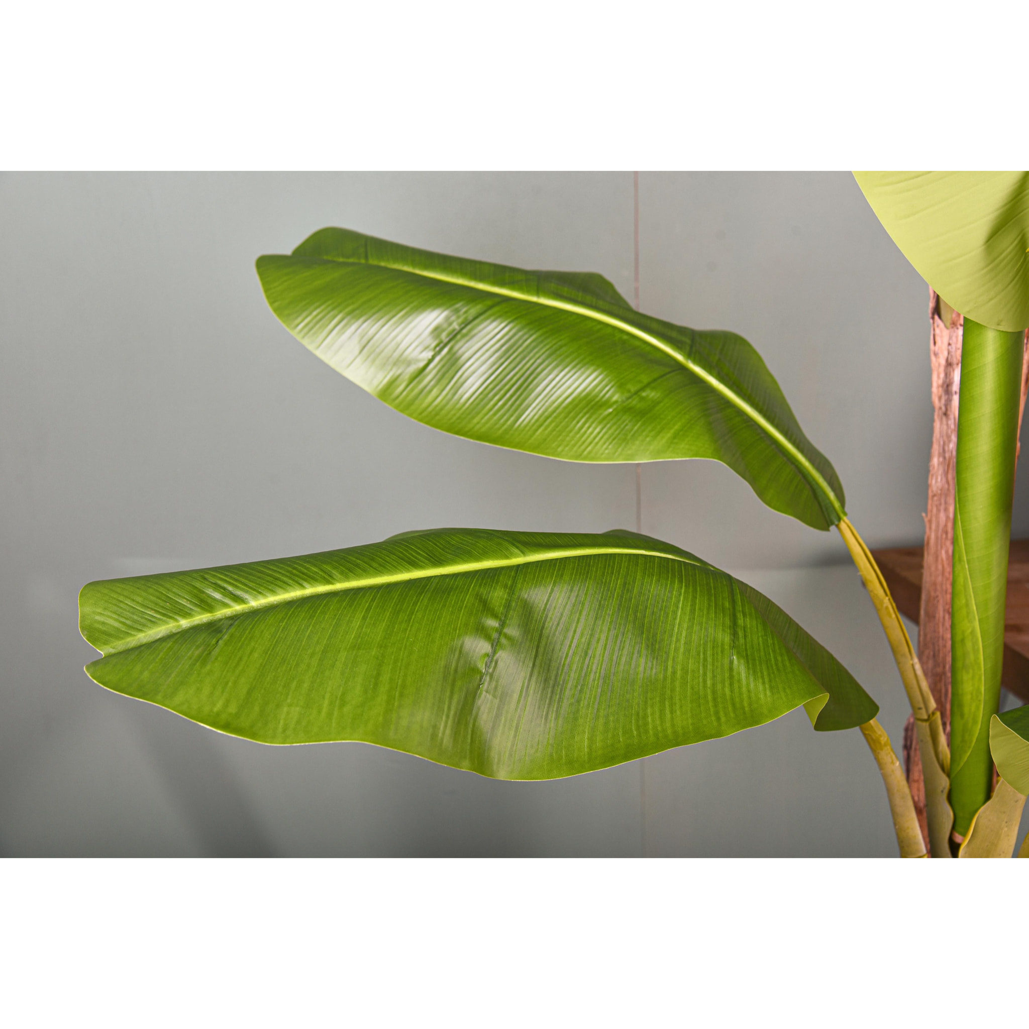 Banani Con Vaso. Altezza 240 Cm - Pezzi 1 - 50X240X50cm - Colore: Verde - Bianchi Dino - Piante Artificiali