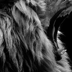 Affiche encadrée lion rugissant en noir et blanc Affiche + cadre en métal - Noir