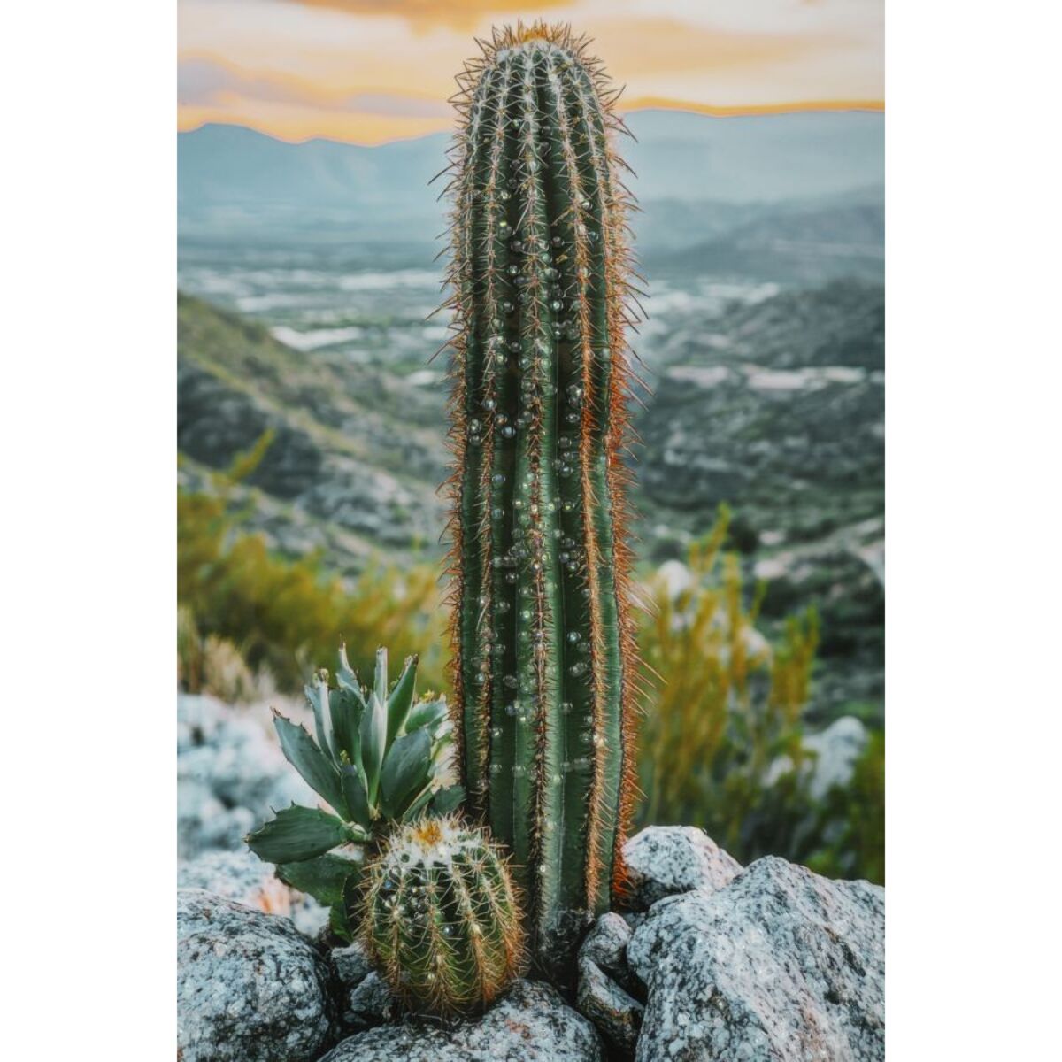 STAMPA SU TELA LACCATA C/CORNICE CACTUS -A- CM 60X4X90