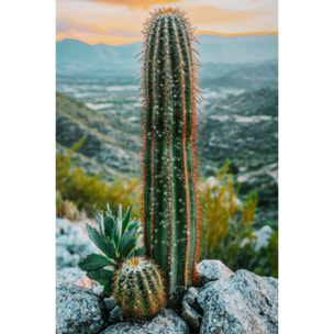 STAMPA SU TELA LACCATA C/CORNICE CACTUS -A- CM 60X4X90