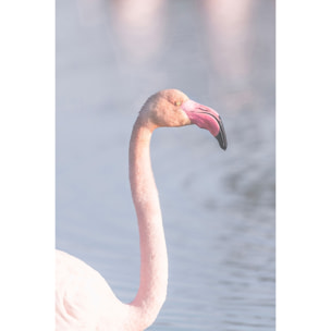 Tableau pastel pink flamingo Tableau plexiglas