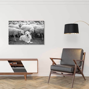 Tableau paysage chien de berger  Tableau alu Dibond