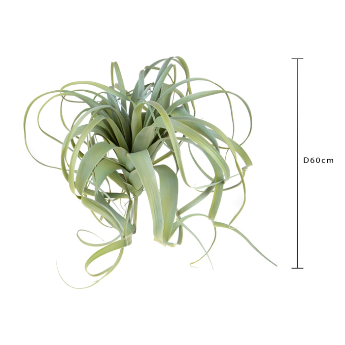 Tillandsia - Pezzi 1 - 60X60X60cm - Colore Verde - Bianchi Dino -