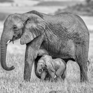 Affiche Mère éléphant Affiche sous cadre noir