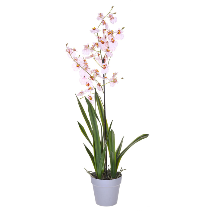 Orchidea Oncidium Con Vaso. Altezza 40 Cm - Pezzi 1 - 16X40X14cm - Colore: Rosa - Bianchi Dino - Piante Artificiali