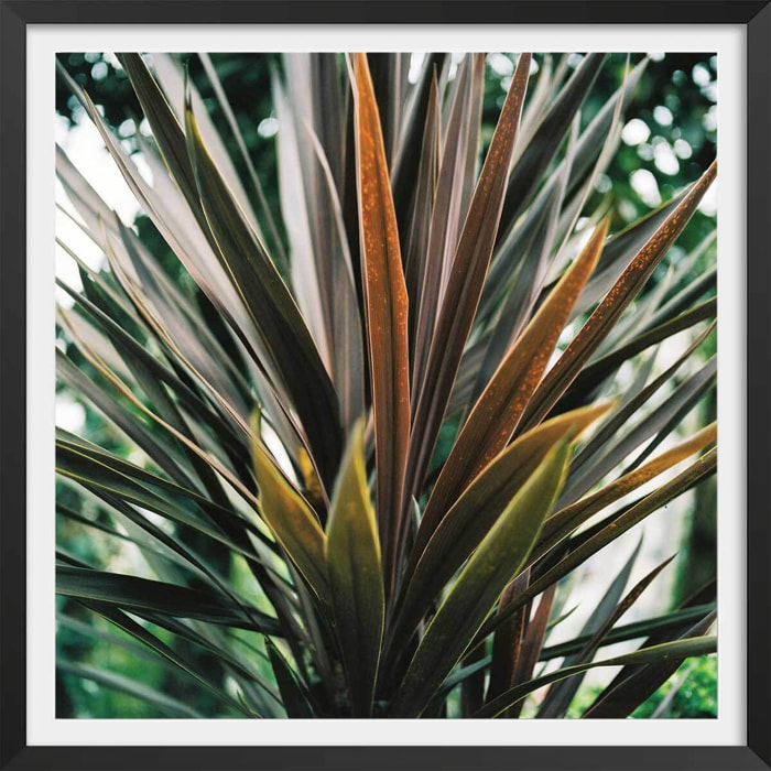 Affiche fleur de yucca et forêt tropicale Affiche + cadre en bois - Noir
