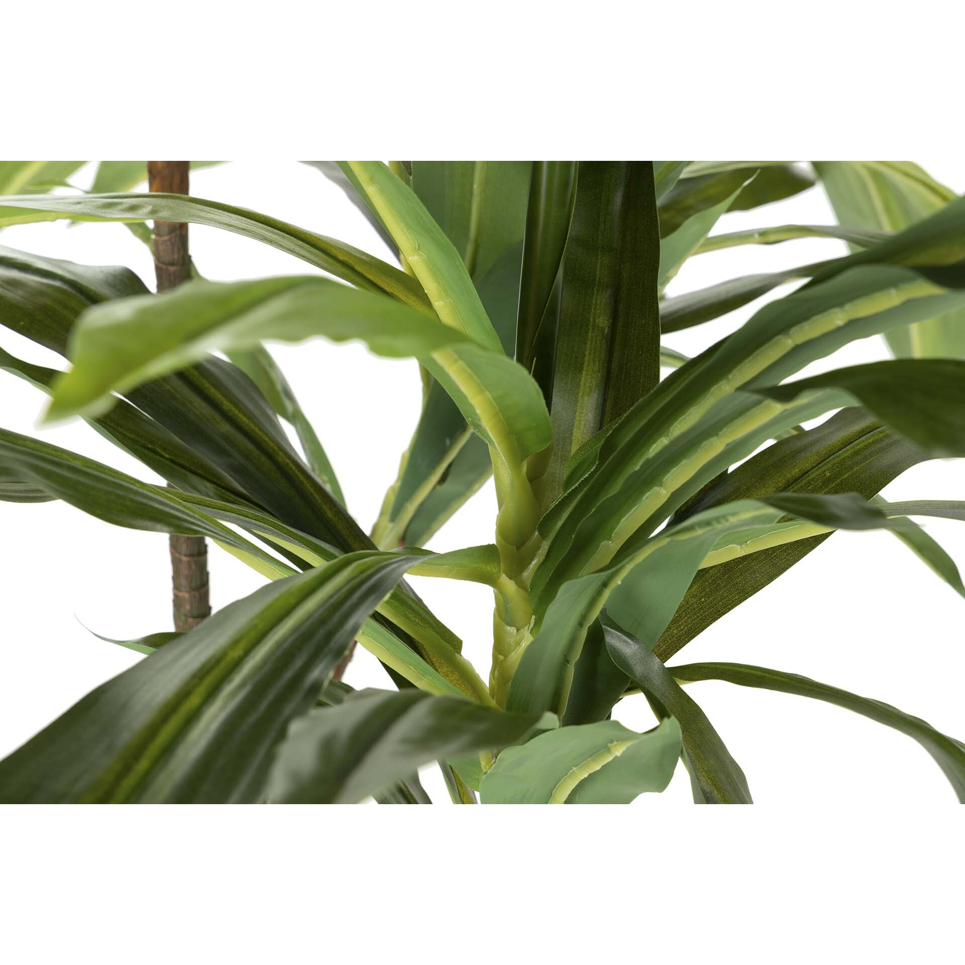 Planta Fragancias Dracaena 70x70x160 Cm